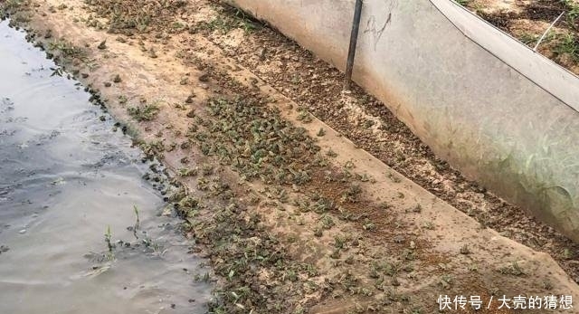  【保护动物】一年吃数万只农业害虫，一次产卵6千粒，却只能靠养殖才能吃到