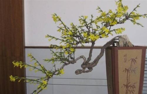  花苞：养迎春花，开花后这样处理，第2年花苞多、开花旺，否则别后悔