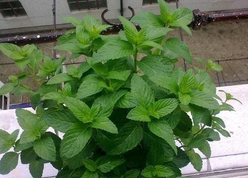  适合：养花有讲究，6种适合摆在卧室的花草，晚上不争氧气，改善睡眠环境