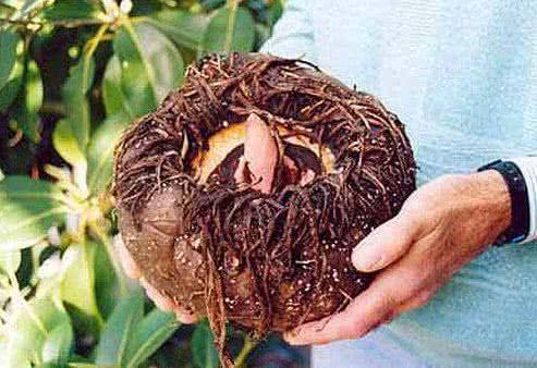 天然的“胰岛素”食物，坚持每天吃一点，让血糖悄悄降下来