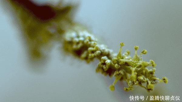 这部纪录片央视发力了,每一帧都可以当壁纸,BBC也无法超越