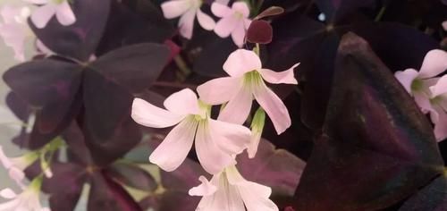  『露薇花』颜值超高的多肉，阳台四季有花看，比长寿绿萝美多了！