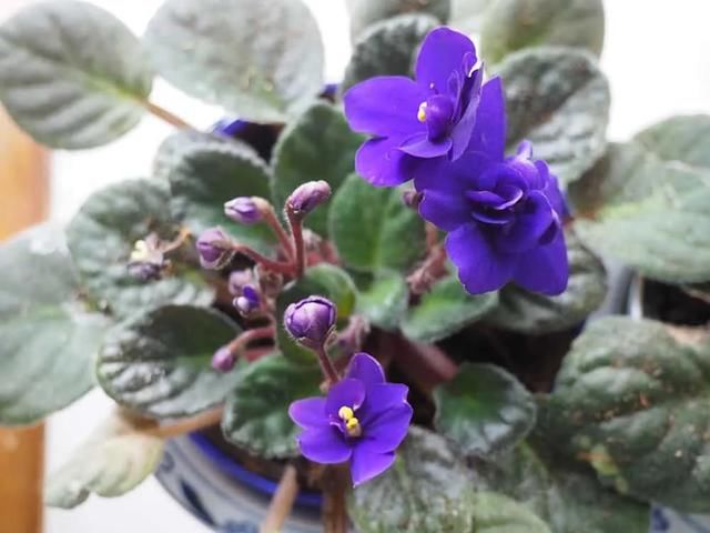  『家里』在室内半阴处容易开花的11种盆栽开花植物，家里可多种几种