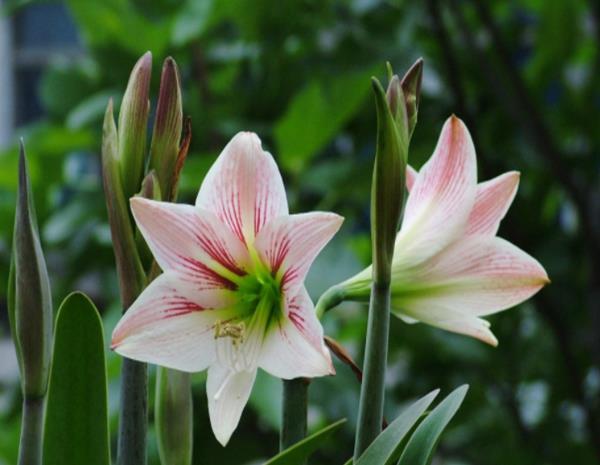 懂得■养花要懂得“取舍”,这4种花“越剪越旺”,花友:后悔才知道!