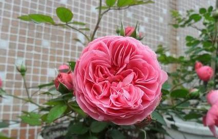  漂亮■1种好养的花，现在折个枝，插到花盆，养2年，家里家外成花园