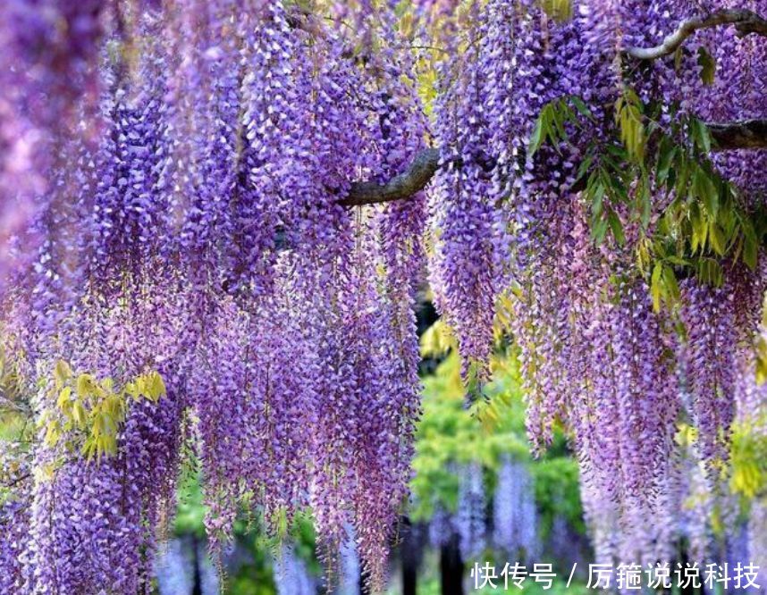  『紫藤花』家有庭院就养“3种花”，美不胜收，清新浪漫、美如仙境！