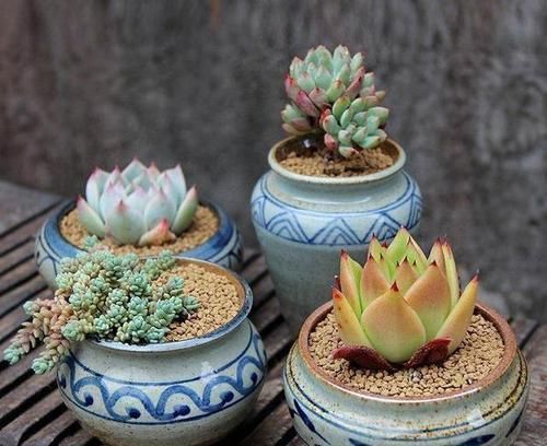 『植物』多肉植物被雨淋湿了怎么办？