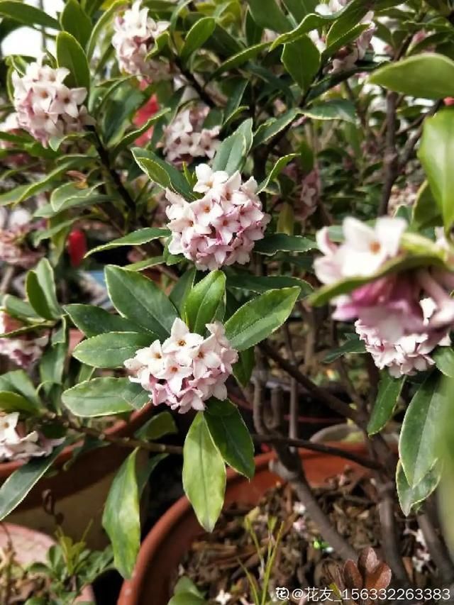  开出漂亮■阳春三月，出门踏青，原来有这么多漂亮花！