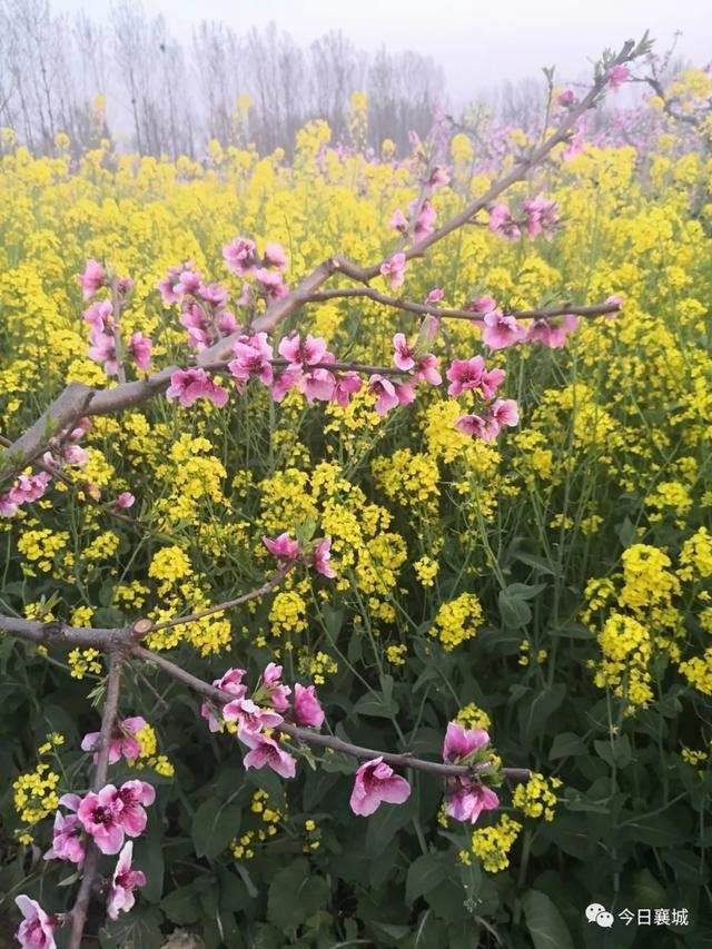  「襄城」不看襄城的桃花，怎么知道春深几许？