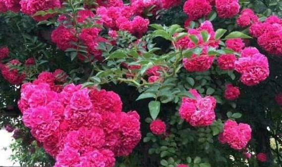 「不妨」夏天花容易焉?不妨试试这5款小花,耐晒又耐热,开花艳丽惹人爱