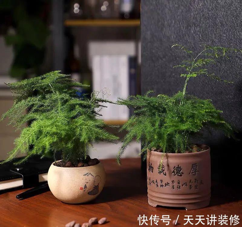 「适合」适合在办公室养的五种绿植,清雅别致,还能清新空气,呵护健康