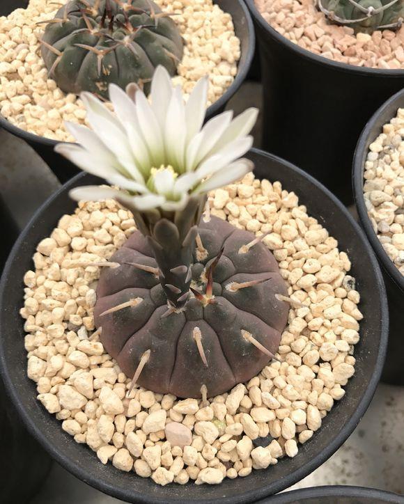 【品种】仙人球养好了,照样能开花,这5个品种,轻而易举养开花