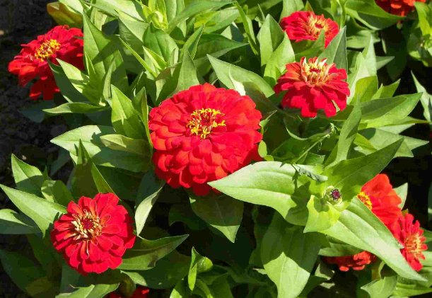  迷人眼■这些小菊花，在家一养，开花爆成花海，越看越美，花朵烂漫迷人眼