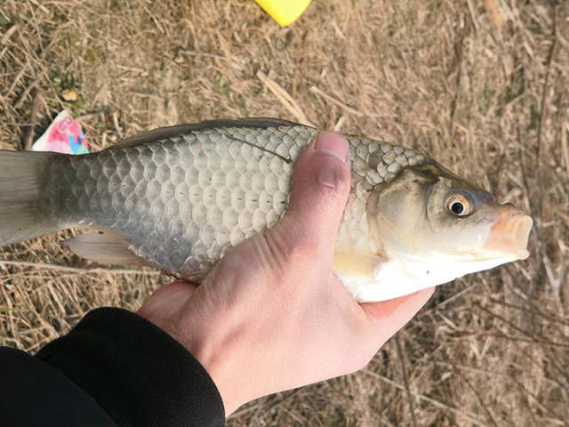  [开口]最近小鲫鱼开口不错！油炸面粉鲫鱼，它的味道你能抵挡得住吗？