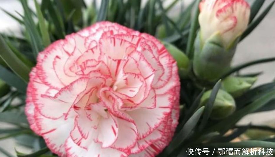  『家里』家里养上“4种花”，直接变成小花园，开花一茬茬，太漂亮！