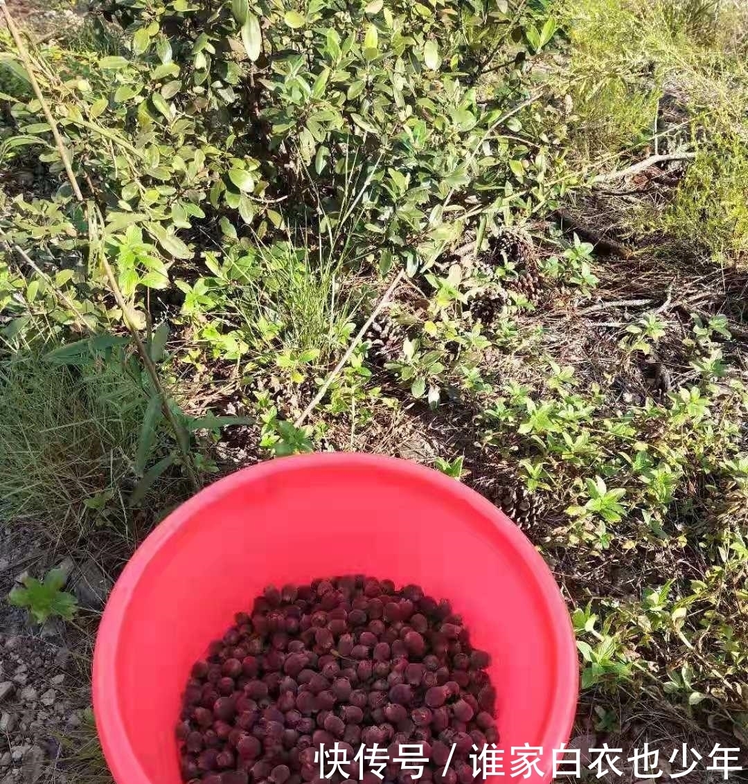 就特别|山上随处可摘到的捻子,果实黑透才好吃,种院子开花特好看