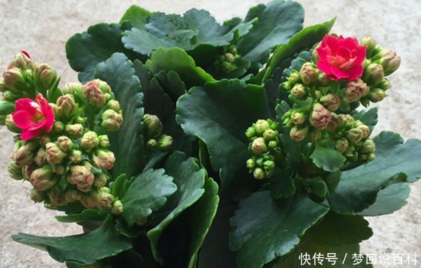  「绿萝」三个小方法，长寿花、绿萝、蟹爪兰叶子越养越绿，越养越肥！