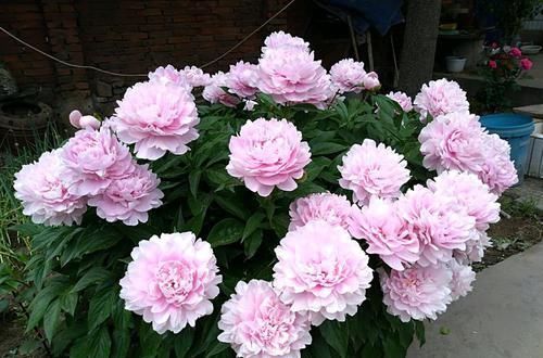玫瑰:喜欢养菊花,不如养这几款花,花开清香优雅,花色绚丽多彩