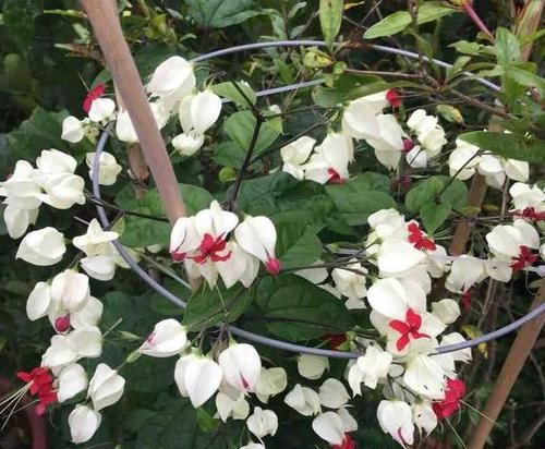  【观叶】还在家盆栽绿植观赏？不如养盆龙吐珠，四季可居家赏花观叶