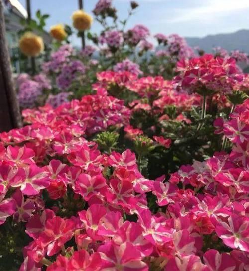 『剪剪』春天养盆矮牵牛,修修剪剪,花开几千朵,天天“吹喇叭”