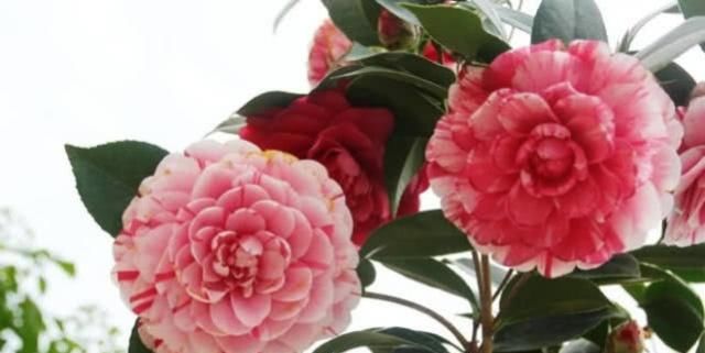  【家里】此花很奇特，一株开出5颜色，花朵比脸大，家里养一盆，漂亮大气