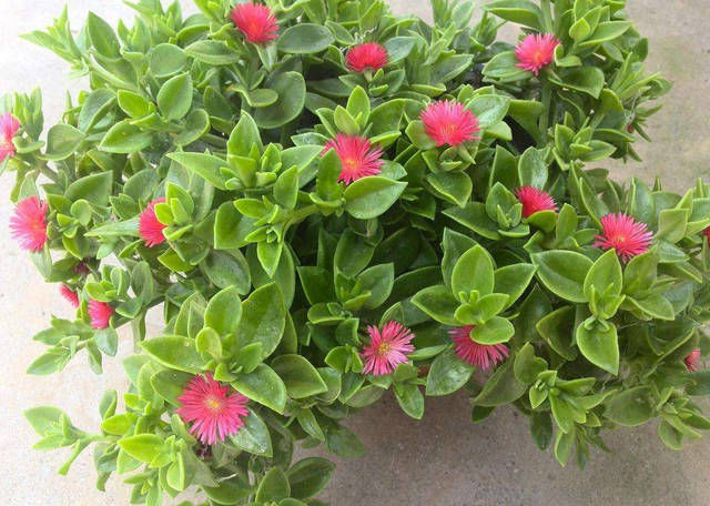 湿润:这4种花是“受虐狂”,越“伺候”越不长,不管它反而爆盆