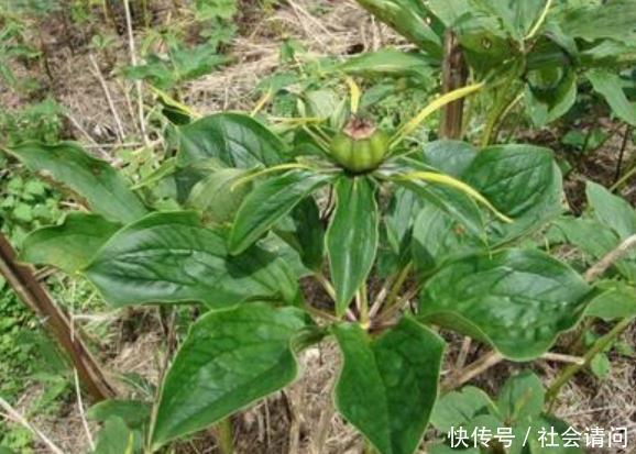 在农村这种草被当做野草，但在中药店，一斤却能卖到500元