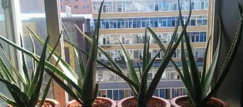  【空气中】新房子甲醛多该怎么办？居家摆放3种植物盆栽，既美观又实用