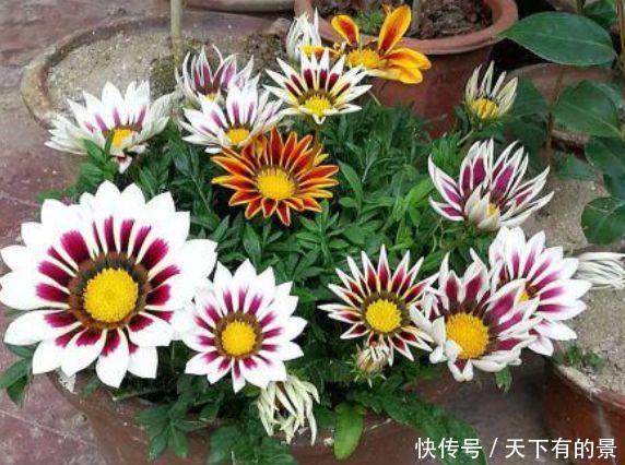 试试@爱上养花，那就试试3种花，花香好闻开花美，寓意吉祥花期长