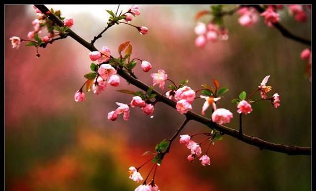  「追捧」花园种上这“2种”花，镇宅还养人，越养越贵，受人追捧！
