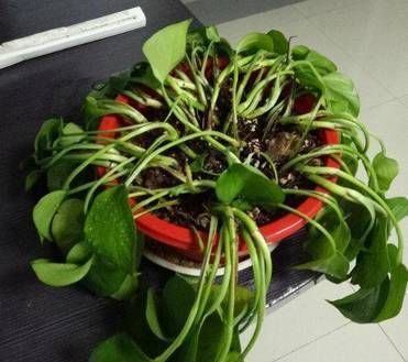  「发财树」这6种花，烂根先别扔，这样砍枝剥皮用水洗，15天长出新根侧芽