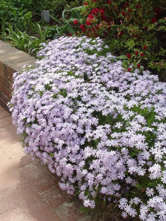  慎养■这花要慎养，每年砍掉3麻袋，照样蹭蹭长