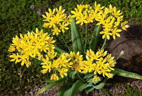  『品种』葱只能当调味？当花葱开花后，美的世界都颤抖了，大葱开花真的美