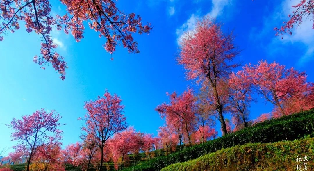 大美无量丨樱花谷的樱花又开了，未来20天，赏花正当时