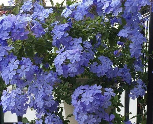  #扦插#3种耐热花，大夏天最容易扦插，沾土就生根，两个月后看繁花