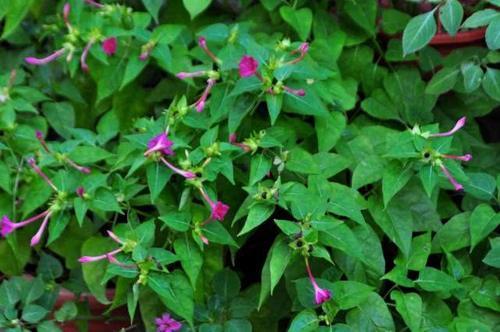 一种植物，以前家家户户都种植，酷似“人参”，如今一斤20元