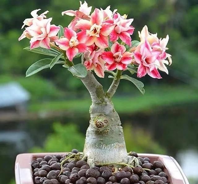  「属多肉植物」推荐八种高颜值多肉，好看又好养