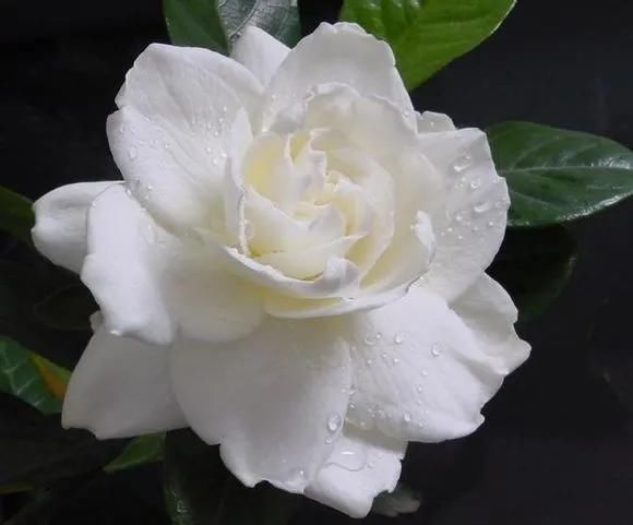  洗根处理■买回来的栀子花换盆以后可以二次换盆吗？不要太折腾，彻底洗根吧