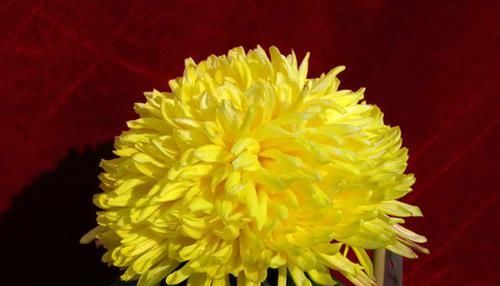  「晚霞」喜欢菊花，就养盆“珍贵名菊”夕阳牧归，似金黄晚霞，鲜艳美丽