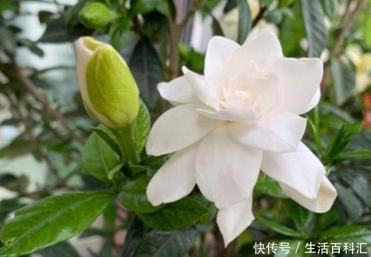  #红色#阳台养这几朵花，花开不断，花色艳丽，花开枝繁叶茂