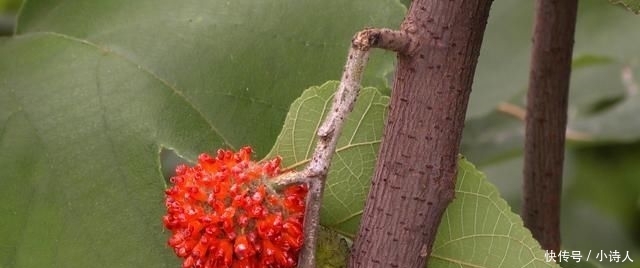  「构树果」浑身是宝，却丝毫不受待见，农村这种树木为何会沦落到这般田地？