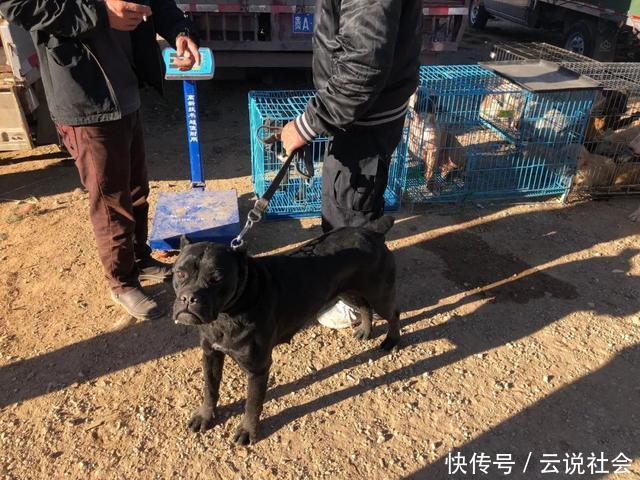 『商贩』狗市:商贩出售凶悍的杜高犬,报价八百却无人敢买!