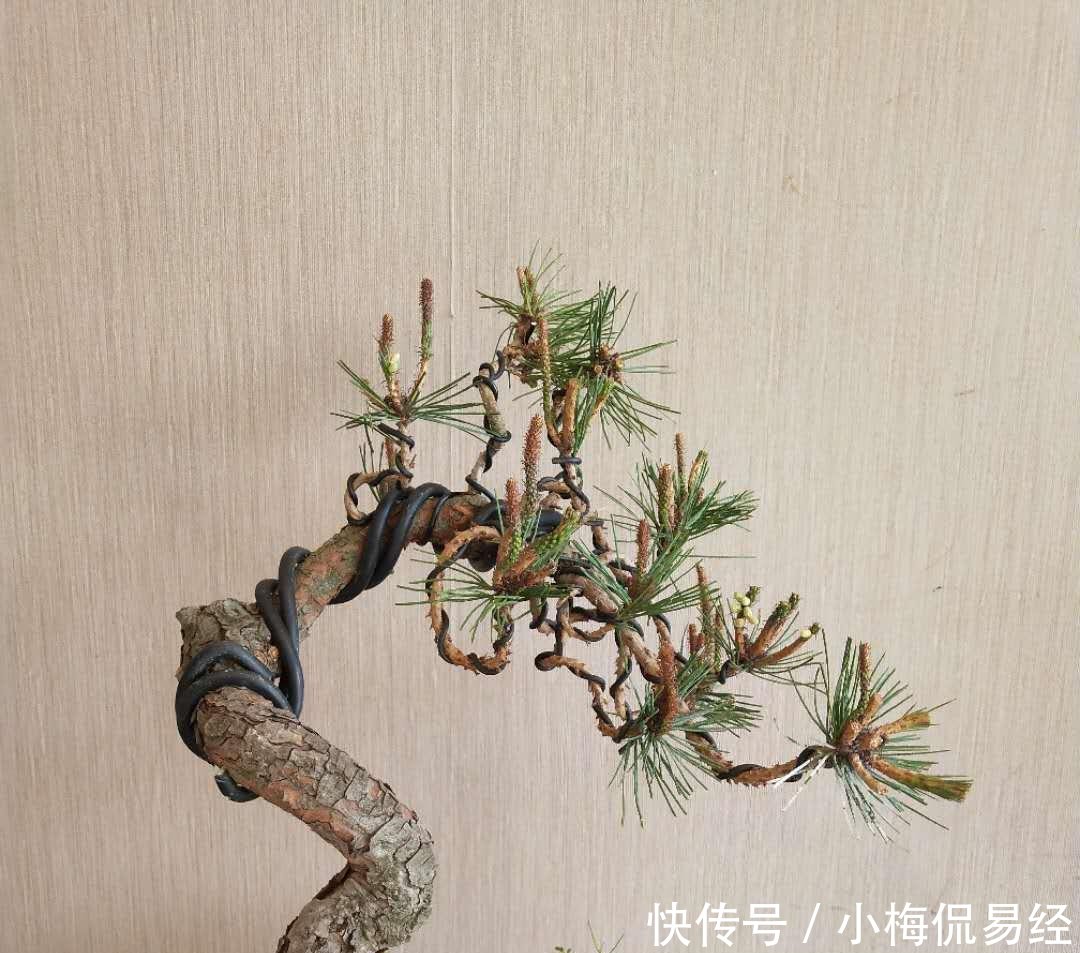 盆景艺术令人着迷，园艺中的珍品盆景的造型令人惊叹不已