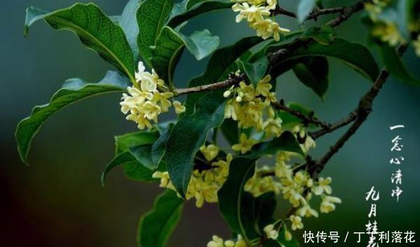  「夏季」桂花夏季怎么养，教你3个养护小妙招，盛开时花香飘远十里香