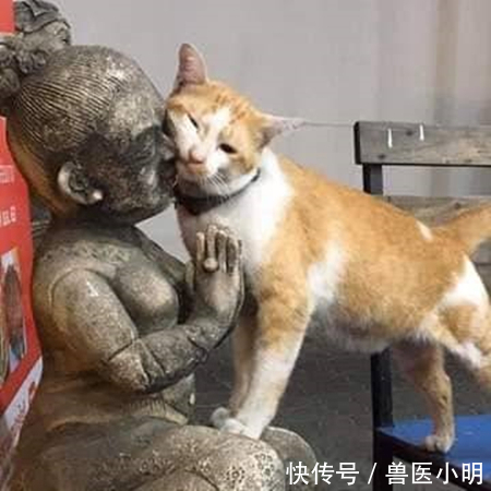 兽医小明@女子带猫咪出去,看见一雕像没在意,结果猫咪的表情却让人没眼看