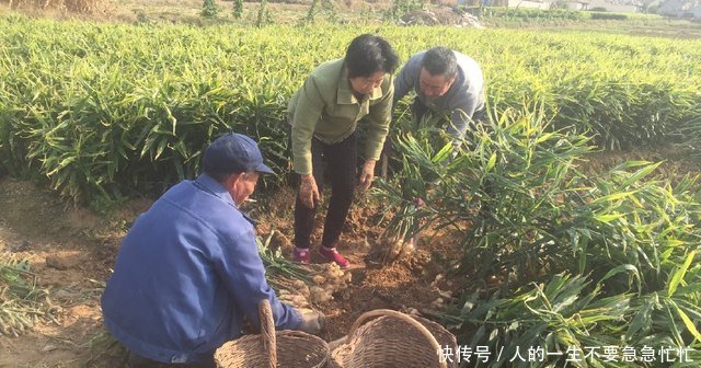 农民不种小麦种这货，亩产超6000斤，收入是种小麦的七倍以上