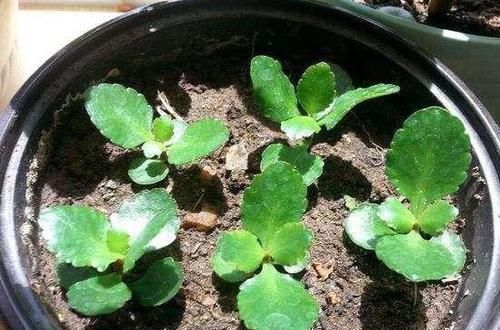  『长寿花』这种花真奇怪，喜欢'喝'中药，叶子油绿，花开一茬接一茬