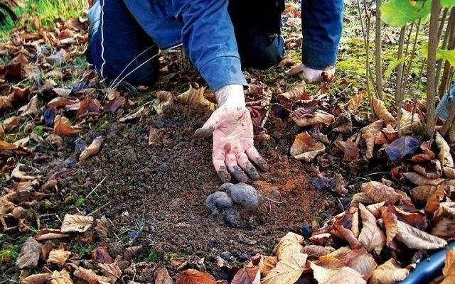  [被誉为]被誉为“菌中钻石”，过去农民用来喂猪，如今千元一斤