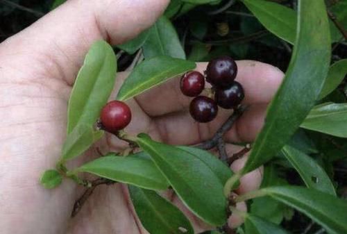  人称■农村小路旁，1种野草人称“酸藤子”，1棵结果“150个”，有价值