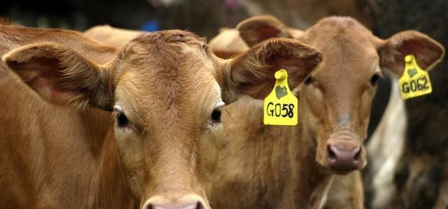  肉牛：肉牛养殖品种大全（收藏版）